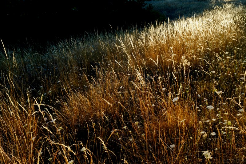 Golden grasses in evening sun