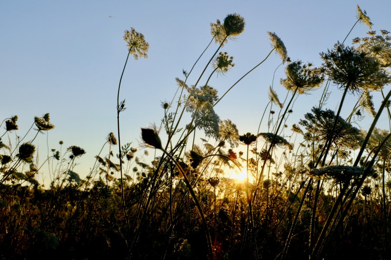 Queen Anne's Lace and Setting Sun