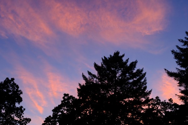 Orange clouds and big trees silhouetted