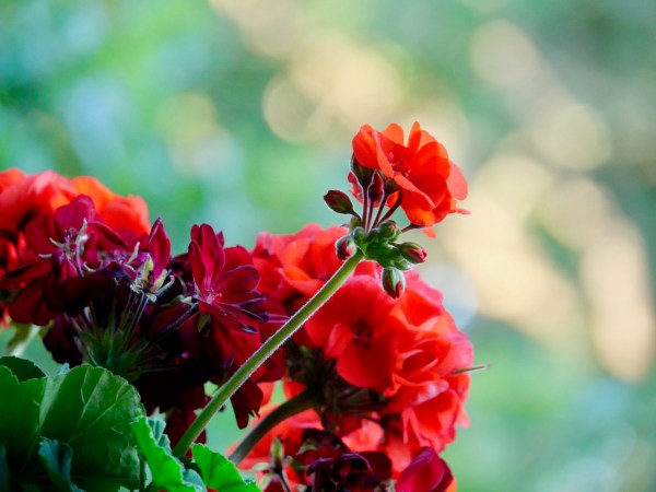 Red and orange geranium flowers