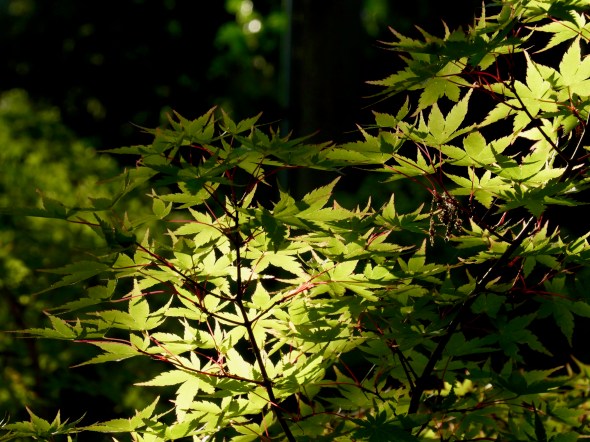 Japaness maple leaves