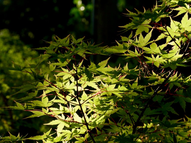 Japaness maple leaves