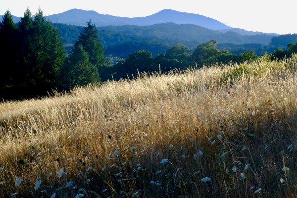 meadow with mountains in distance