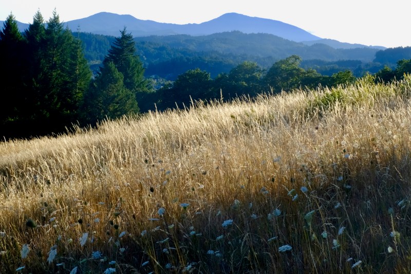 meadow with mountains in distance