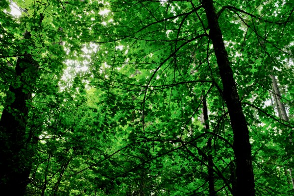 Maple leaves in forest