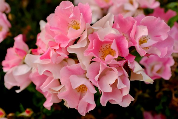 clusterrpink and white roses