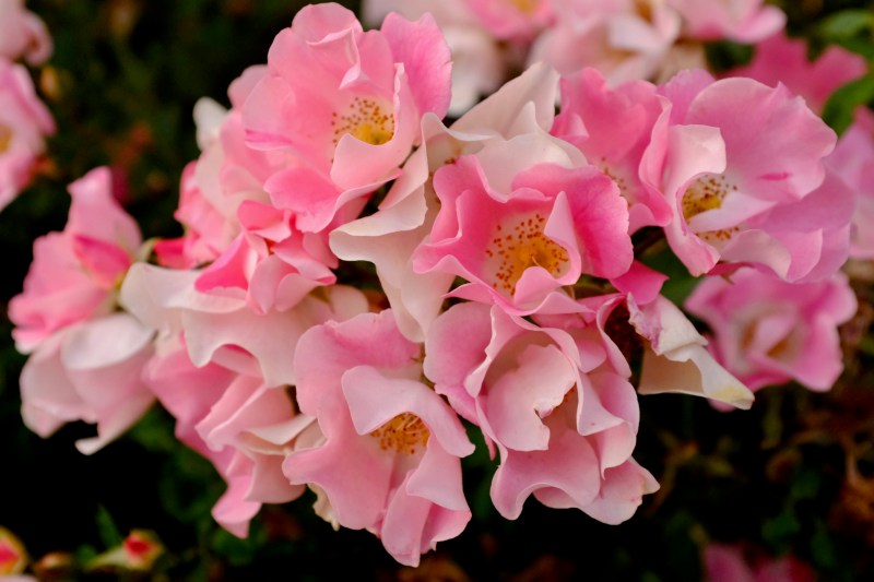 clusterrpink and white roses