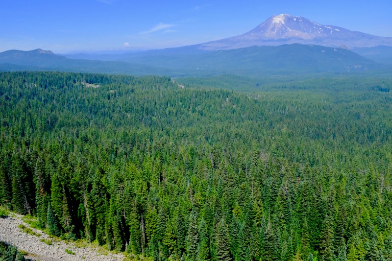 Mt. Adams and forest