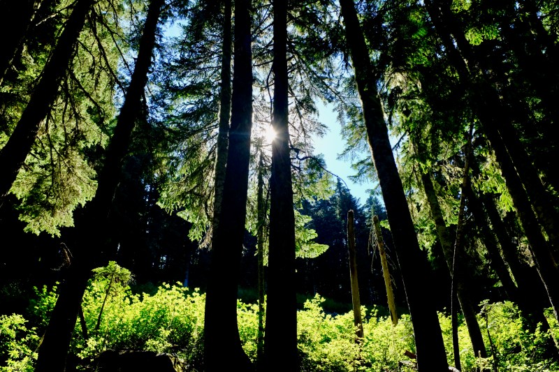 Forest backlit by sun