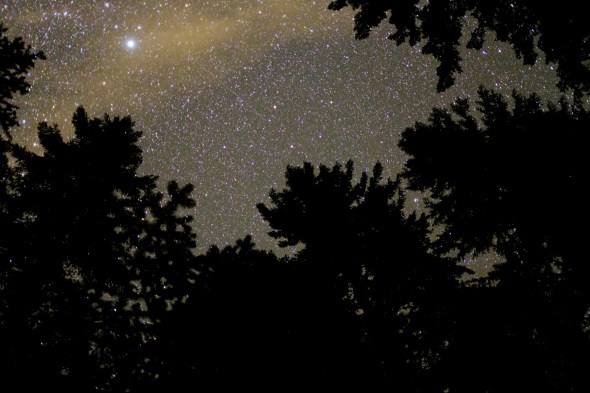 Starry sky over treetops
