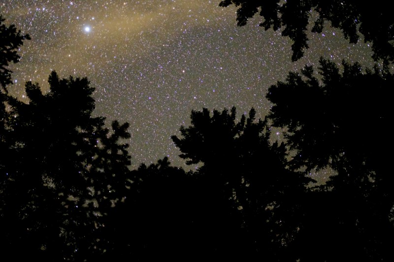 Starry sky over treetops