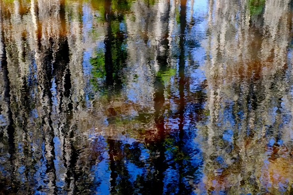 Abstract reflections of trees