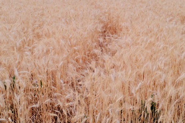 Wheat field