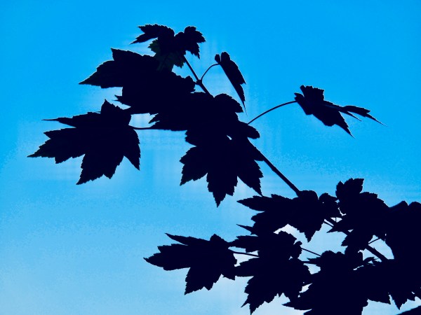 Maple leaves in silhouette