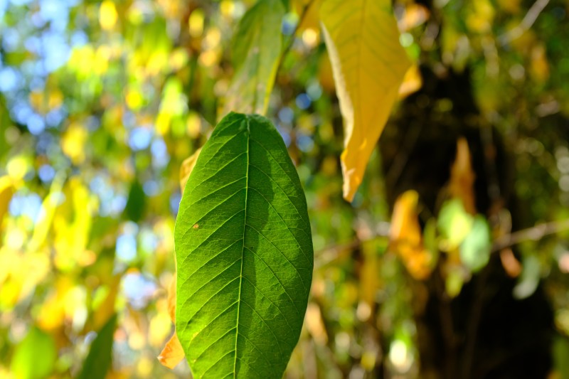 green and yellow osoberry leaves