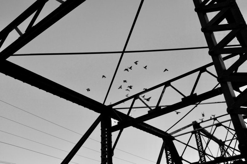 Pigeons and metal bridge structure