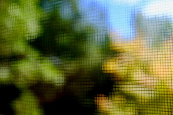 Abstract of autumn foliage through window screen
