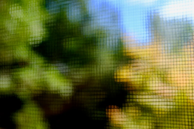 Abstract of autumn foliage through window screen