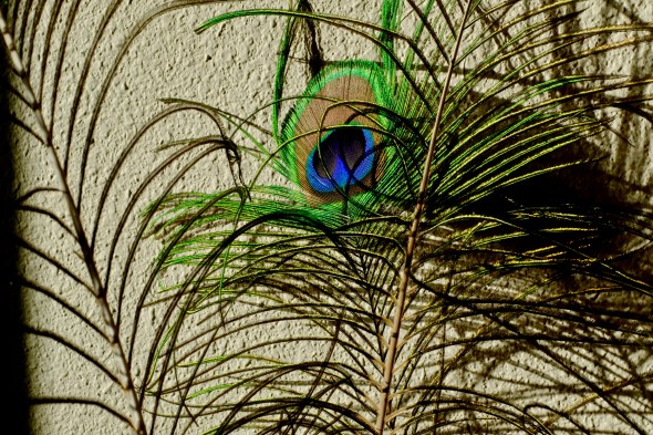 Peacock feathers