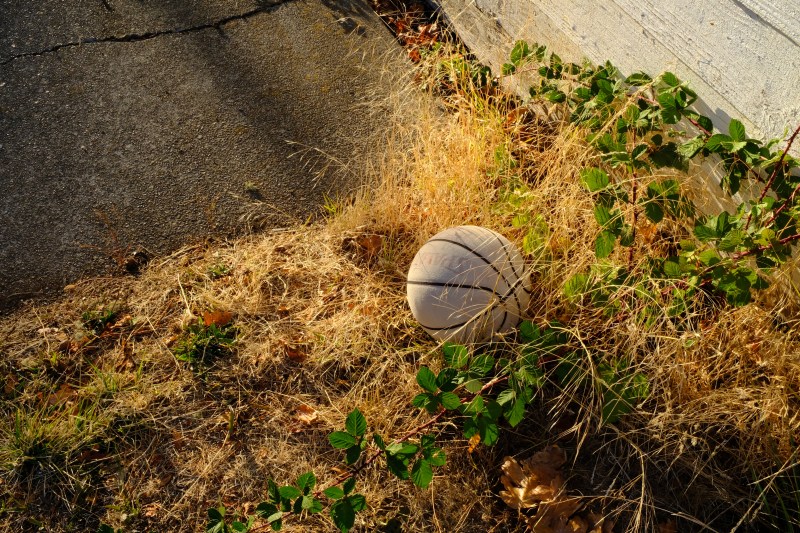 basketball, blackberry vines and grasses
