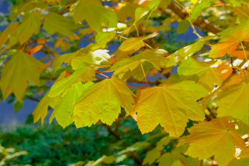 Yellow vine maple leaves