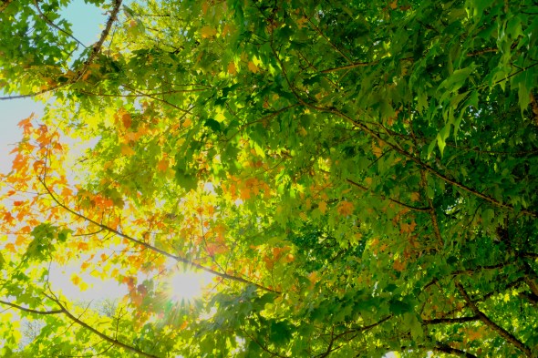 Sugar maple leaves of many colors