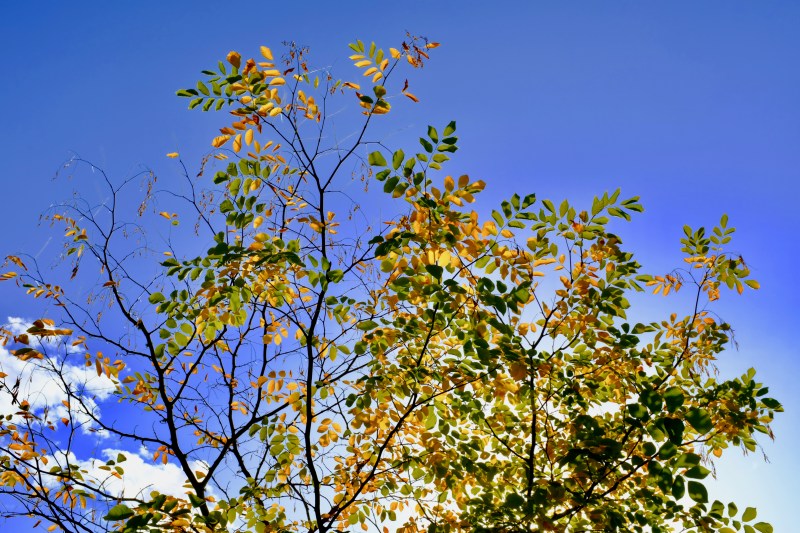 Fall foliage in sunshine