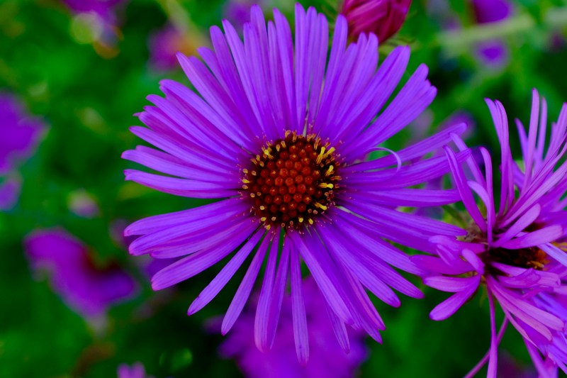 aster flower