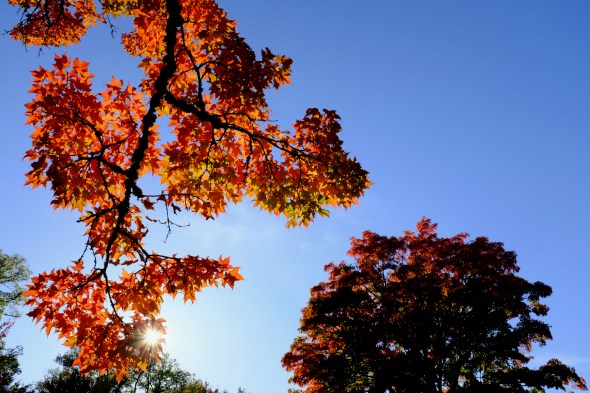 Orange sugar maple leaves