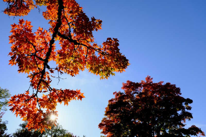 Orange sugar maple leaves