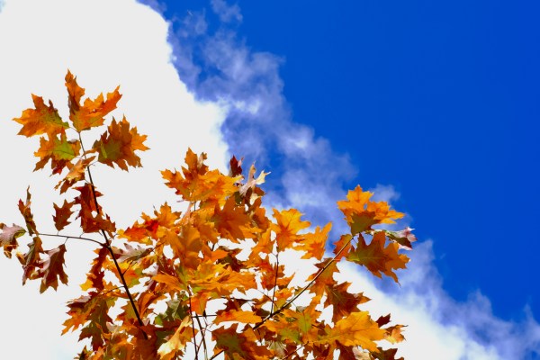 Oak leaves and sky