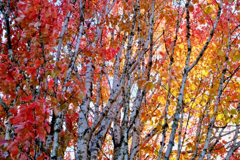 Red and orange maple leaves and white trunks