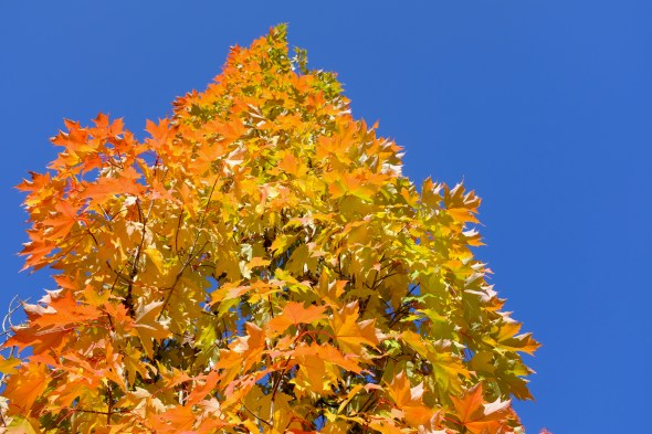 orange and golden leaves on maple tree