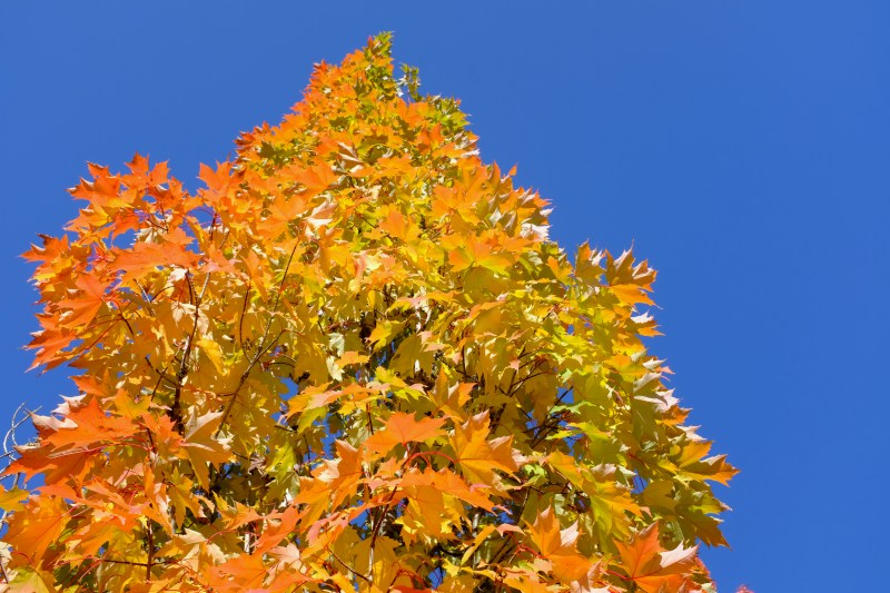 orange and yellow leaves on maple tree