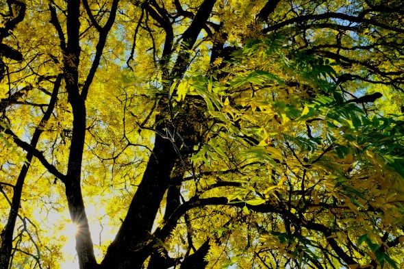 Yellow foliage on black walnut tree