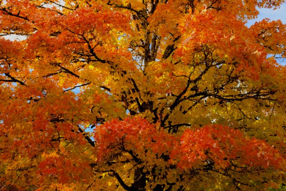 Sugar maple with orange and gold leaves