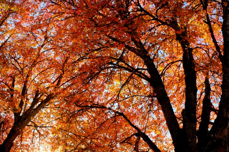 Orange maple trees in autumn