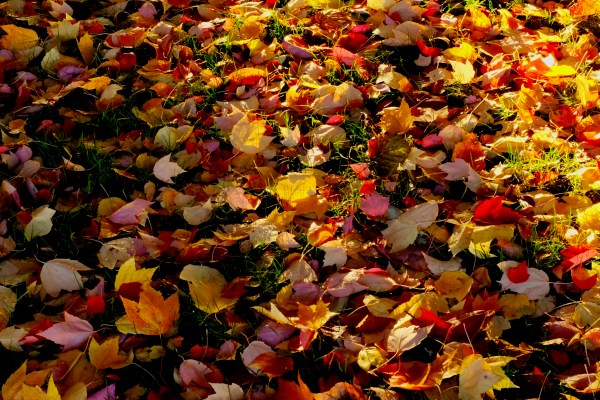 Colorful maple leaves on the ground