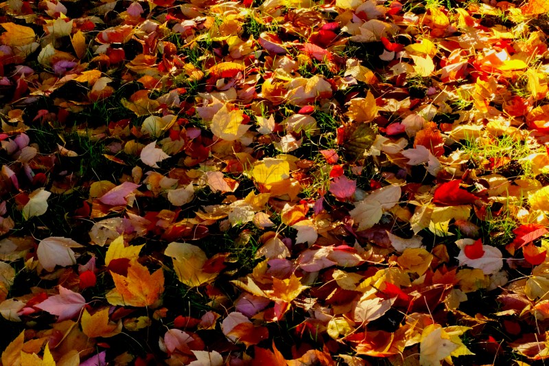 Colorful maple leaves on the ground