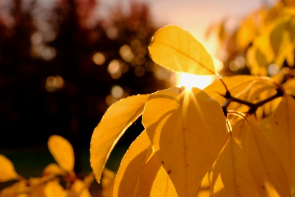 Yellow cottonwood leaves