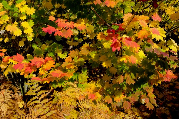 Maple leaves and ferns