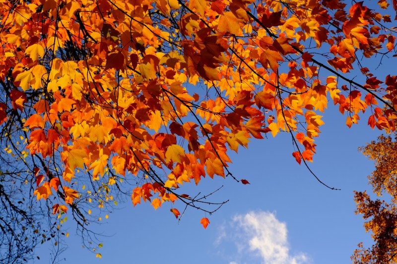 Orange maple leaves and sky