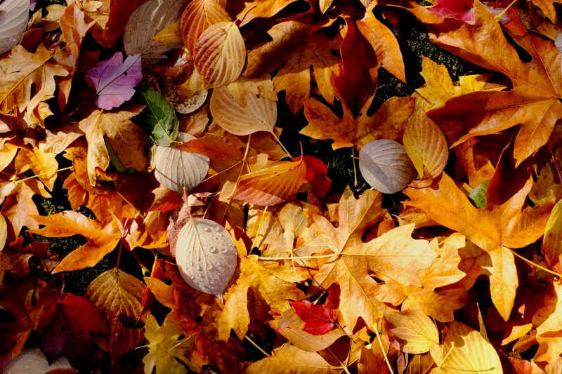 autumn leaves on the ground