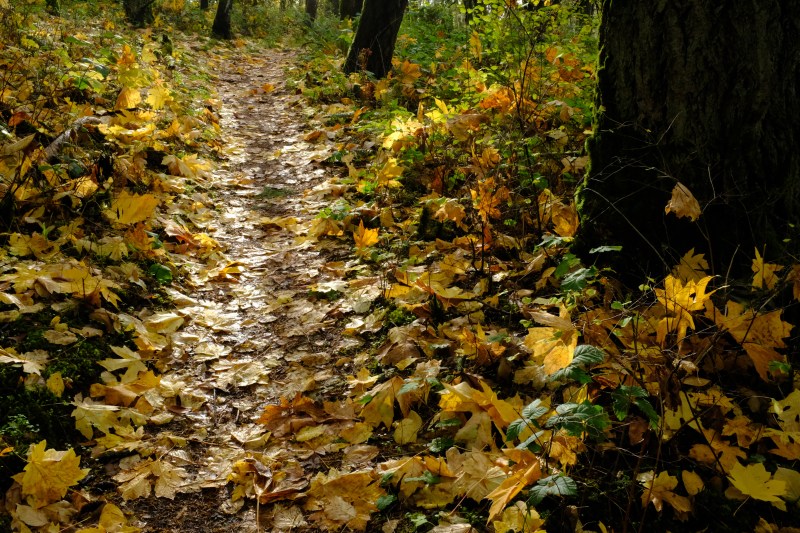 Forest trail in autumn