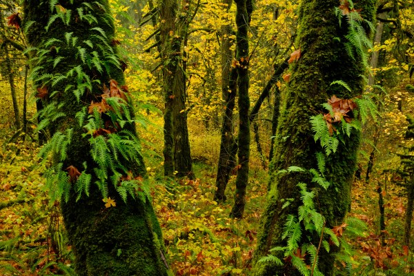 Colorful autumn leaves in forest