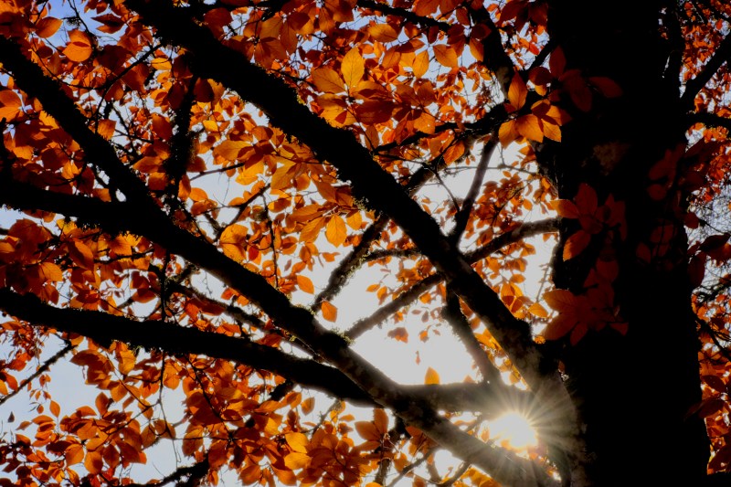 Beech tree and sunburst