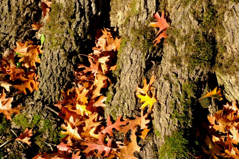 Base of oak tree with autumn leaves