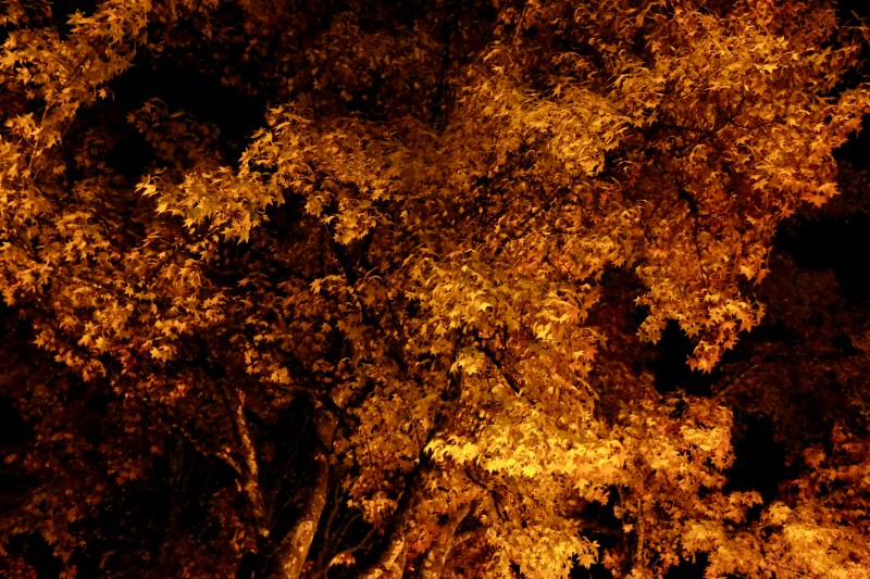 Sweetgum tree in darkness