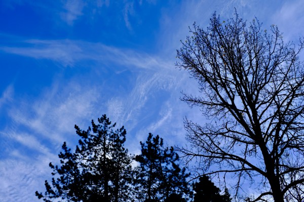 Trees and blue sky