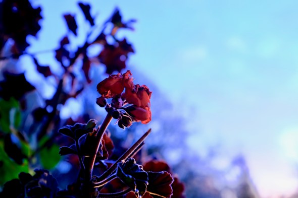 Geranium blooms
